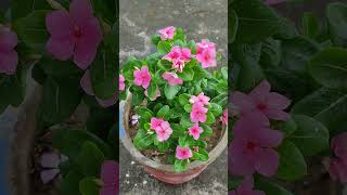 15 + best permanent summer flowering  plant #youtubeshorts  #naturelovers  #trendingshorts .