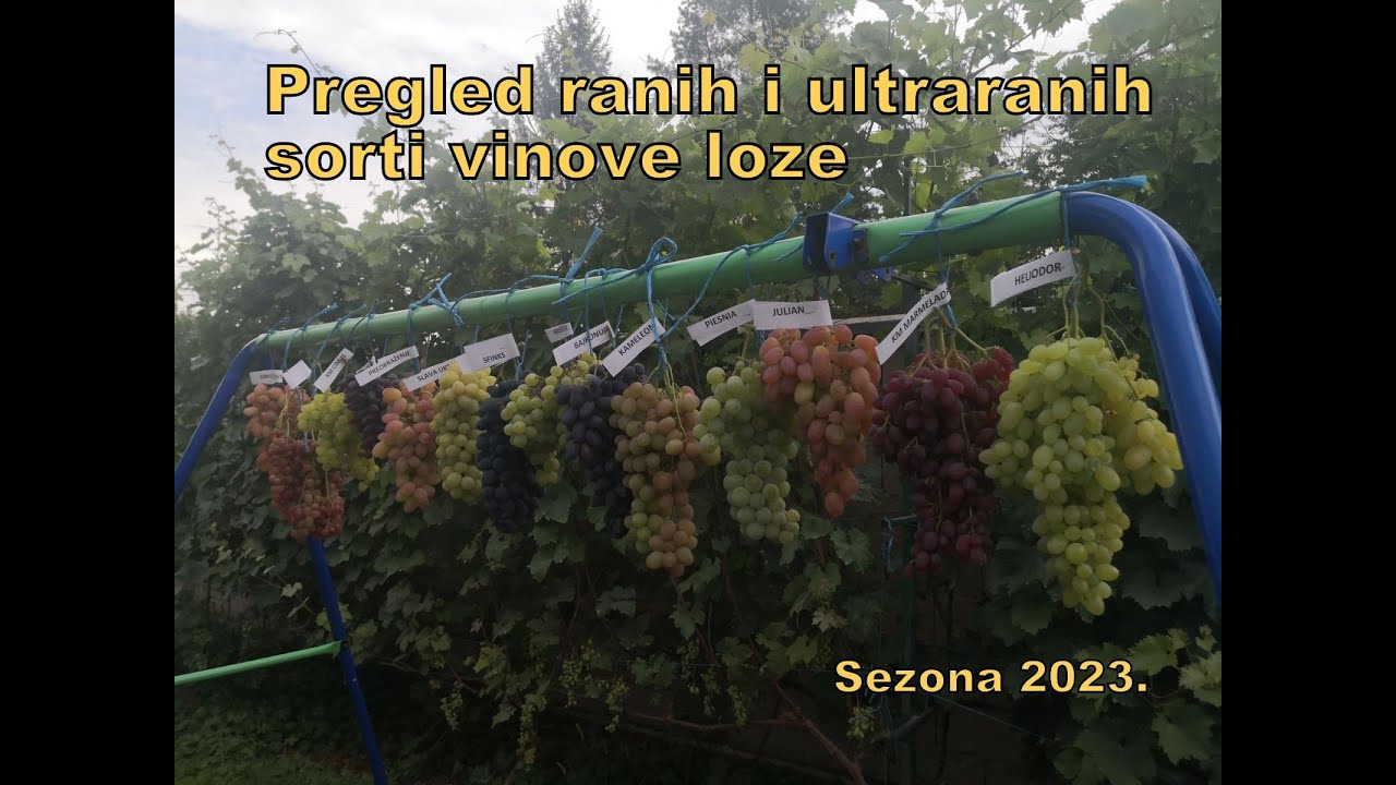 Pregled ranih i ultraranih sorti vinove loze