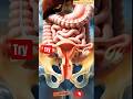 Menstrual Cycle Explained in 3D | Ovulation to Period Process | Female Anatomy Anim | Medical Expert