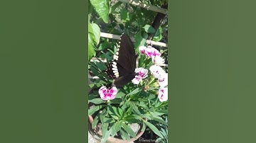 Thumbnail of How Butterfly takes honey from flowers? Common Mormon Swallowtail #butterfly #shorts