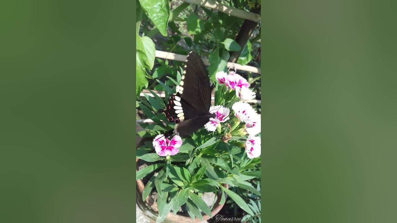 How Butterfly takes honey from flowers? Common Mormon Swallowtail #butterfly #shorts