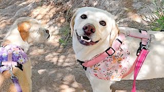 Labrador Loves River Days!