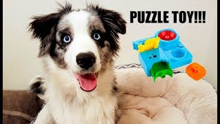 Puppy Plays with Puzzle Toy! by Lunatic the Husky and April 4,611 views 5 years ago 4 minutes, 44 seconds
