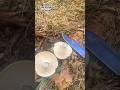 Вкусные Сыроежки🤤🍄❤️ Подгруздок белый Russula delica семейства Сыроежковые Russulaceae