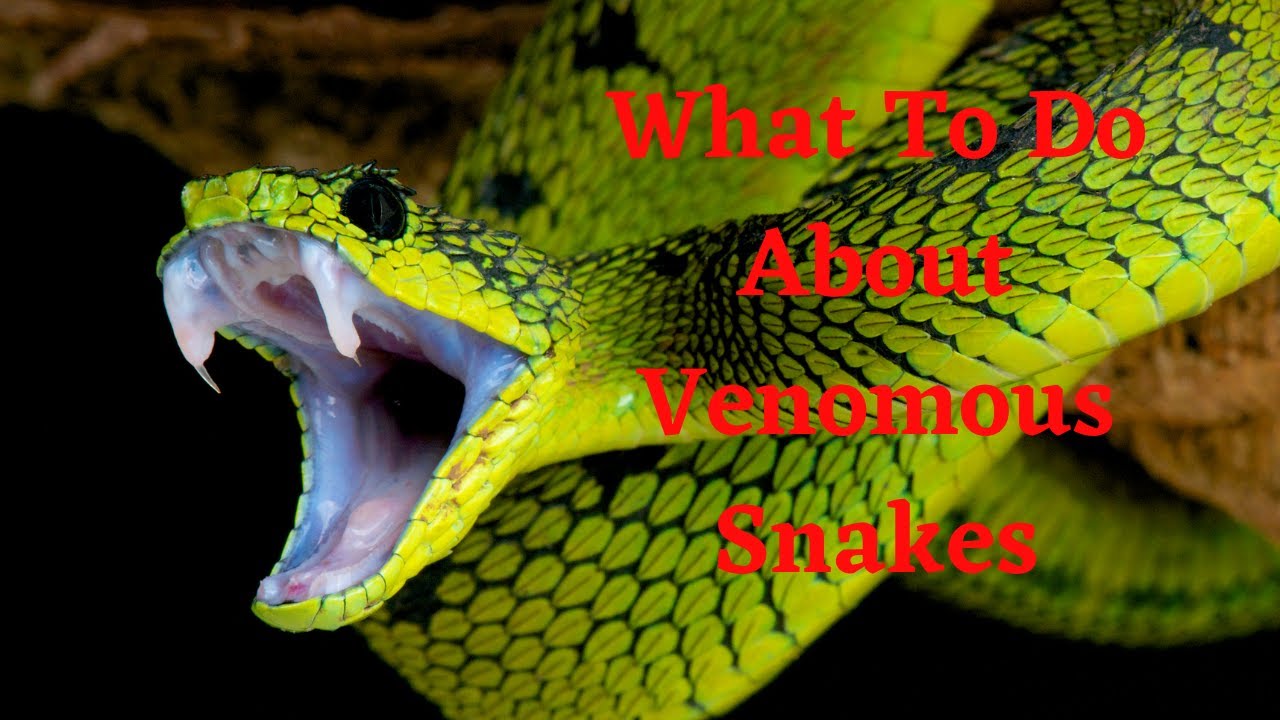 Call The Doctor, What You Need to Know About Venomous Snakes - YouTube