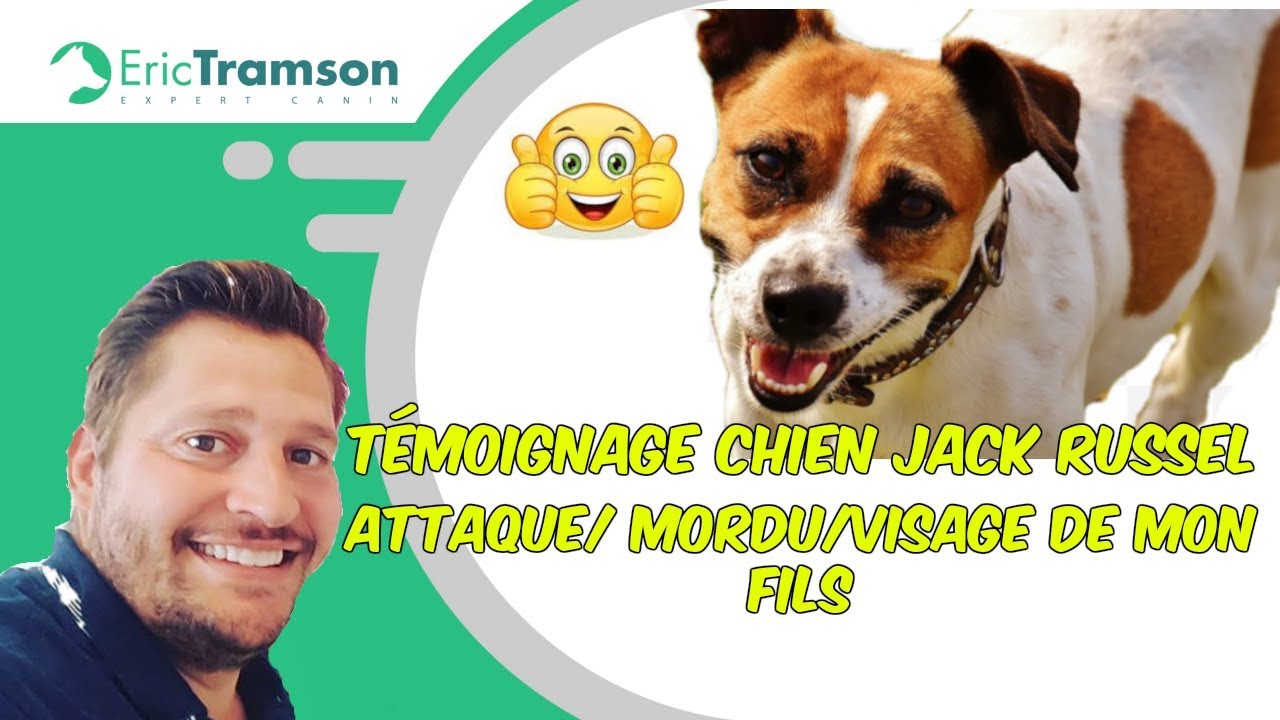 CHIEN JACK RUSSEL ATTAQUE/ MORDU/VISAGE DE MON FILS (2) / ERIC TRAMSON - YouTube