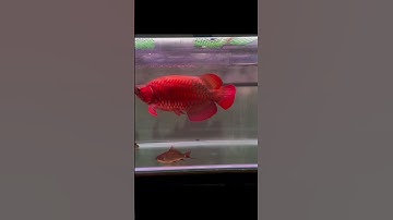 Lí Do Cá Rồng Bị Mẻ Vảy #arowana #fishing #viral #trending #fyp #fish #shorts #cárồng #huyetlong