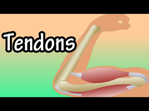 Tendons - What Are Tendons - Functions Of Tendons - Tendonitis