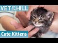 🐱 Assessing A New Group Of Kittens | FULL EPISODE | S02E05 | Vet On The Hill