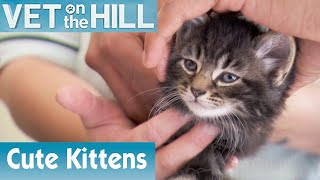 🐱 Assessing A New Group Of Kittens | FULL EPISODE | S02E05 | Vet On The Hill screenshot 4