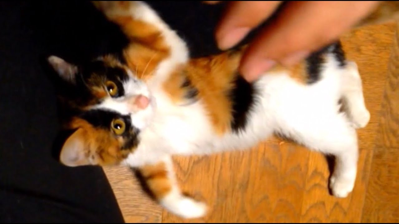 家に来てまもないのに噛み猫さんと発覚しました Youtube