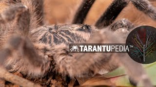 Adult male Ceratogyrus marshalli! Horn compared to adult female by Tarantupedia™ 2,863 views 4 years ago 1 minute, 37 seconds