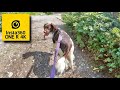 My 1 Year Old Puppy Springer Spaniel Dog Walk (Boarshaw Clough) / insta360 ONE R 4K TIMESHIFT