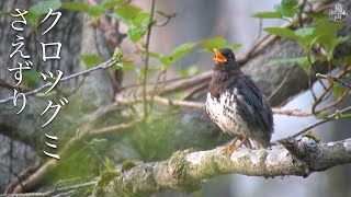 歌う鳥、さえずるピアノ SUB) Singing Birds - 47 species in Japan - Species names are