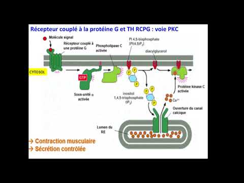 Vidéo: Quelles sont les quatre étapes de la signalisation cellulaire ?