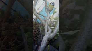 Blue tit entering and coming out of it's nesting box