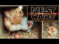 Hens want the same nest box - NEST WARS !   Warning: graphic footage of nest box behaviour