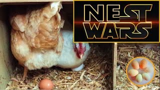 Hens want the same nest box  NEST WARS !   Warning: graphic footage of nest box behaviour
