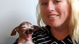 Senior chihuahua gets adopted. Now he won't stop smiling.