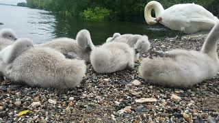Cute Tiny Furry Baby Mute Swan Cygnetslough Neaghoxford Island Nature Reserve Irelandsubscrib