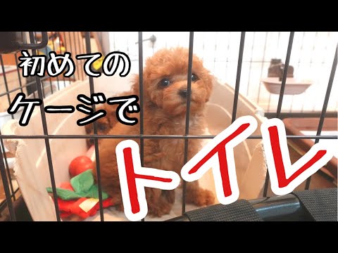【トイプードル子犬ケージ】初‼ケージ‼トイトレの成果は?(トイプードルブリーダー)