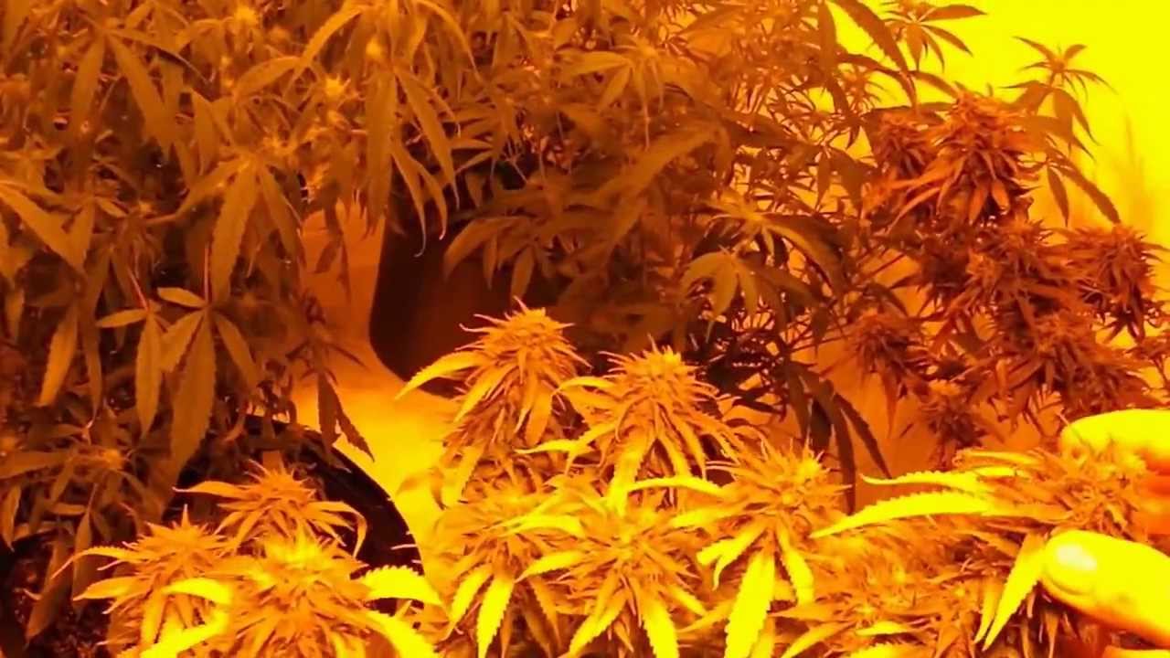 BC Medical Indoor Grow By VancouverislandBC From www.thedankden.com (1)