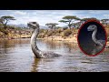 3 Animals Believed To Be Extinct Caught Alive On Camera in Africa!