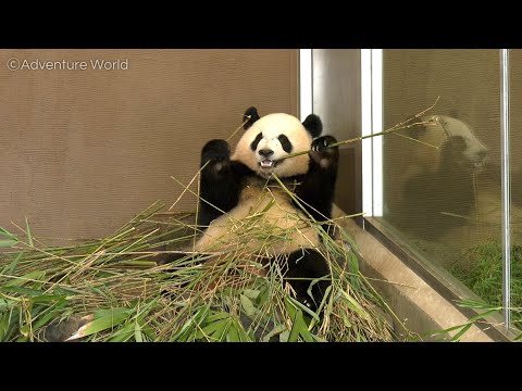 【ASMR】ジャイアントパンダ「彩浜」が竹を食べる咀嚼音「panda eating bamboo／Eating Sounds」