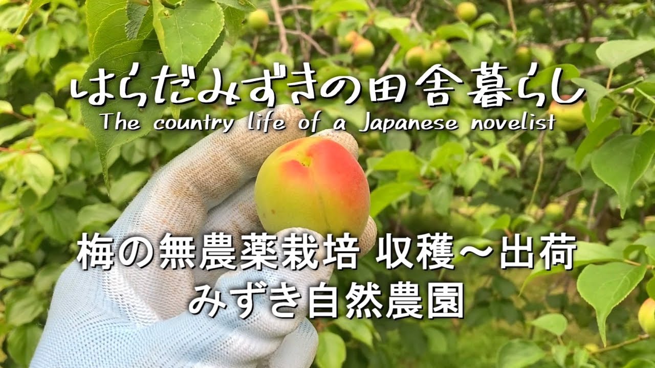 梅の無農薬栽培 収穫～出荷 みずき自然農園【小説家の田舎暮らし】The