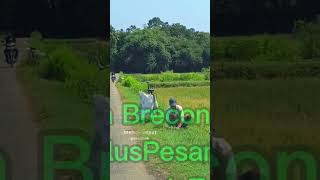 Rumput Pakan Ternak Desa Brecong Kec Buluspesantren Kebumen Jawa Tengah tanpa tapi