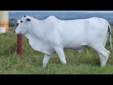 LOTE 32   HAJP 161