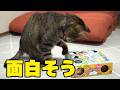箱の電動のおもちゃを試してもらったら思いのほかでした