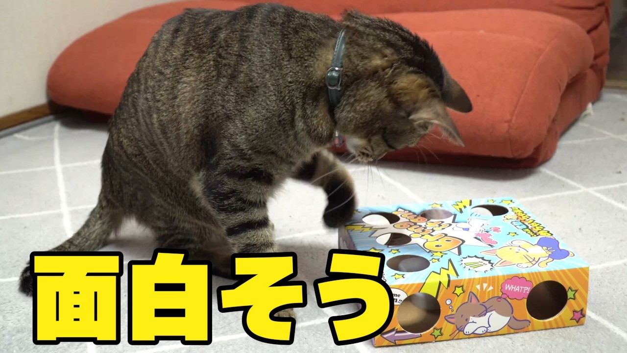 箱の電動のおもちゃを試してもらったら思いのほかでした