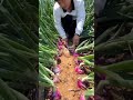 Onions Farming Shorts Agriculture Youtubeshorts Farming China Onion Onionfarming Video Onions Farming Shorts Agriculture Youtubeshorts Farming China Onion Onionfarming Video