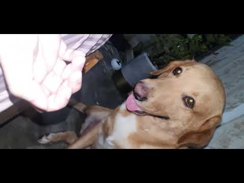 Heartgard for heartworm | not for info abt heartgard itself