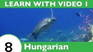 ⁣Learn Hungarian with Video - If This Hungarian Video Lesson Makes You Feel Froggy, Then JUMP!