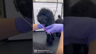 POODLE TOY FIRST GROOMING #doggroomingtips #shorts #poodle
