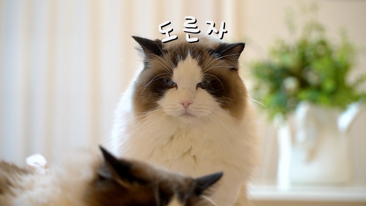 구쪽이 미쳐 날뛴 날