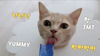 아기고양이 먹방 모먼트