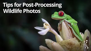 Bonus Content! Tips for Post-Processing Your Wildlife Images with Rick Sammon