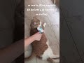 #gatosdomésticos #gatoshermosos #fypage #tendencia #viral #viralvideo #animales #animalesgraciosos