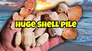 HUGE Navarre Beach Shell Pile