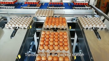 Fully Automated Egg grading & packing machine