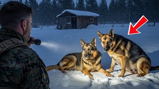 видео: Две немецкие овчарки замерзают в метели. Одна из них беременна. Морской пехотинец США прибывает, ... картинка: Две немецкие овчарки замерзают в метели. Одна из них беременна. Морской пехотинец США прибывает, ...