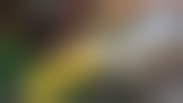 YLL ANGUS    BY KUSH A DEAL