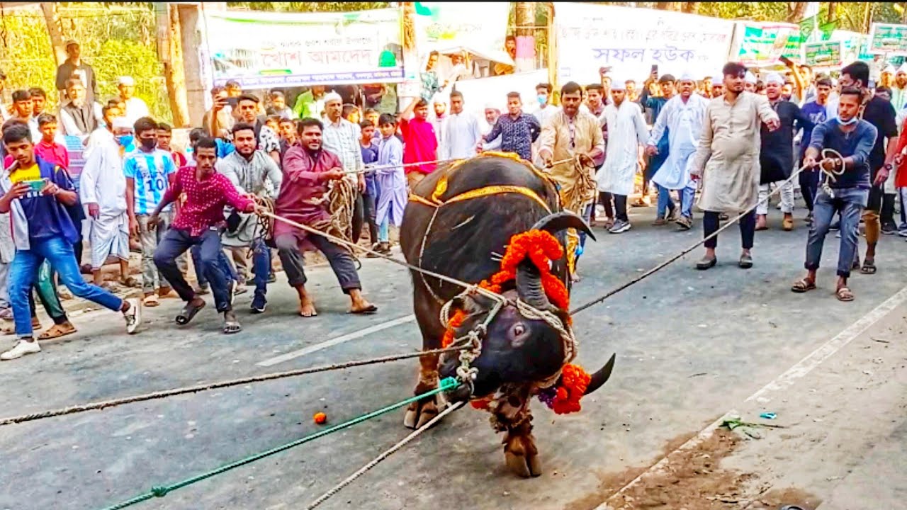 হযরত ছৈয়দ চাঁদ শাহ ওরশ এর মহিষ 🦬 হাদিয়া