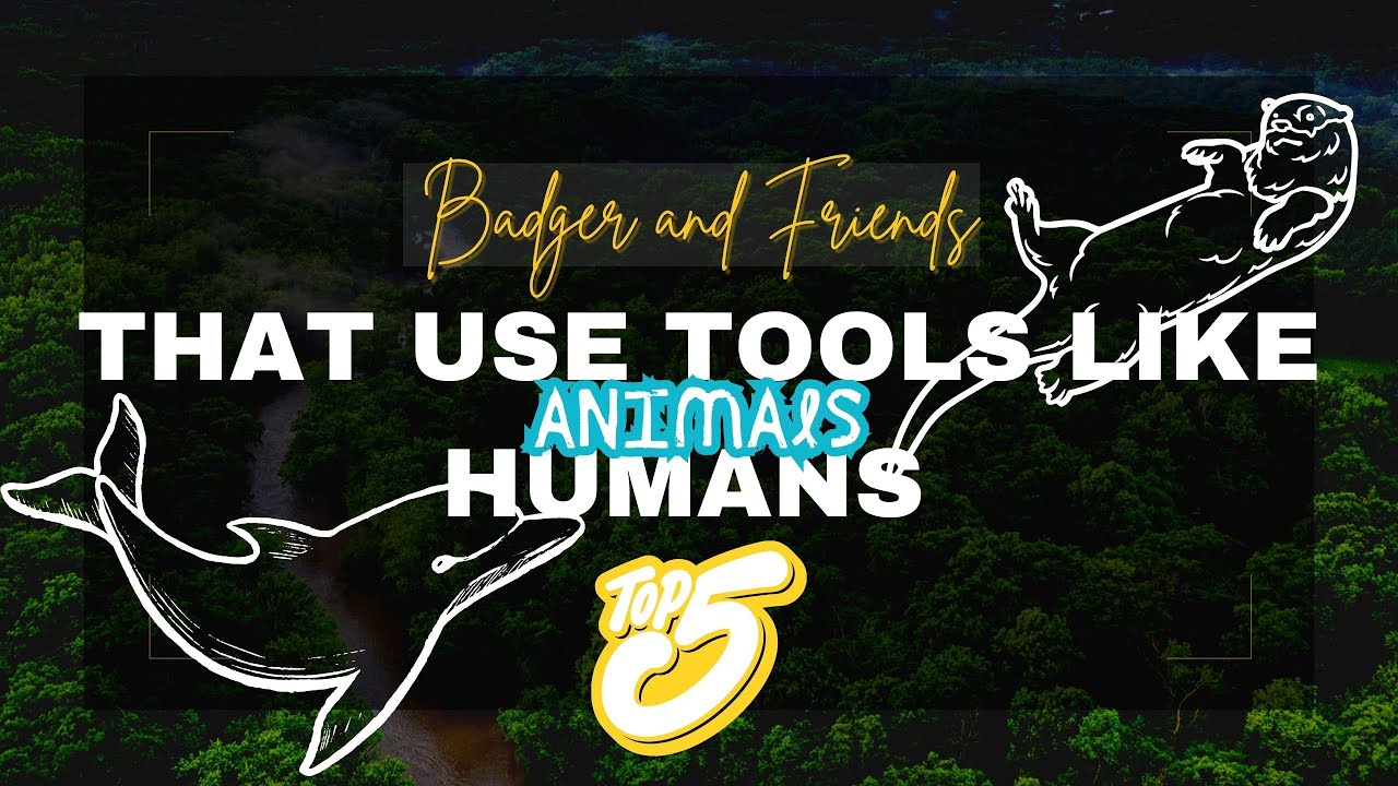 Top 5 Animals That Use Tools Like Humans