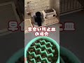 検証してみた早食い防止のお皿効果 #黒トイプードル #早食い防止 #早食い防止食器