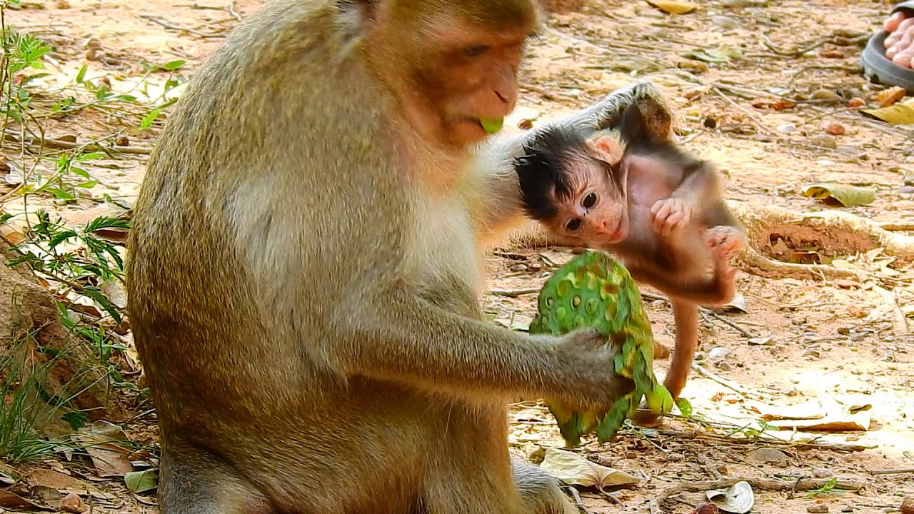 Young mom Ginger hold baby Goldie seriously