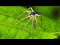 Pardosa Nigirceps - Alien Earth: The Spider That Looks Like a Facehugger